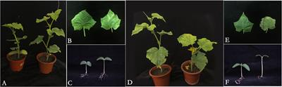 Integrative analysis of different low-light-tolerant cucumber lines in response to low-light stress